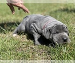Small Photo #18 Great Dane Puppy For Sale in PINNACLE, NC, USA