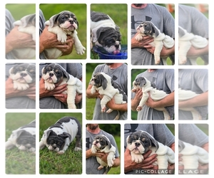 English Bulldog Puppy for sale in CORBIN, KY, USA