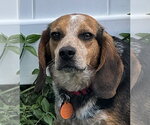 Small #3 Beagle