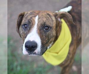 American Staffordshire Terrier-Unknown Mix Dogs for adoption in San Antonio, TX, USA