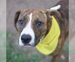 Small American Staffordshire Terrier Mix