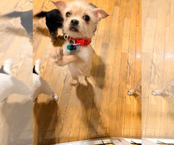 Medium Photo #4 Chihuahua-Unknown Mix Puppy For Sale in New London, WI, USA