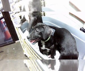 American Pit Bull Terrier-Labrador Retriever Mix Dogs for adoption in Tulsa, OK, USA