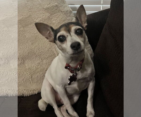 Medium Photo #3 Rat-Cha Puppy For Sale in The Woodlands, TX, USA