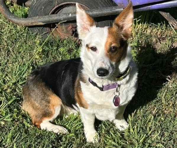 Medium Photo #1 Aussie-Corgi Puppy For Sale in GRANTS PASS, OR, USA