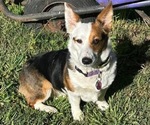 Small Photo #1 Aussie-Corgi Puppy For Sale in GRANTS PASS, OR, USA