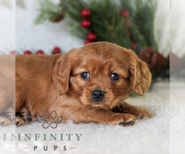 Medium Photo #1 Golden Retriever Puppy For Sale in LITITZ, PA, USA