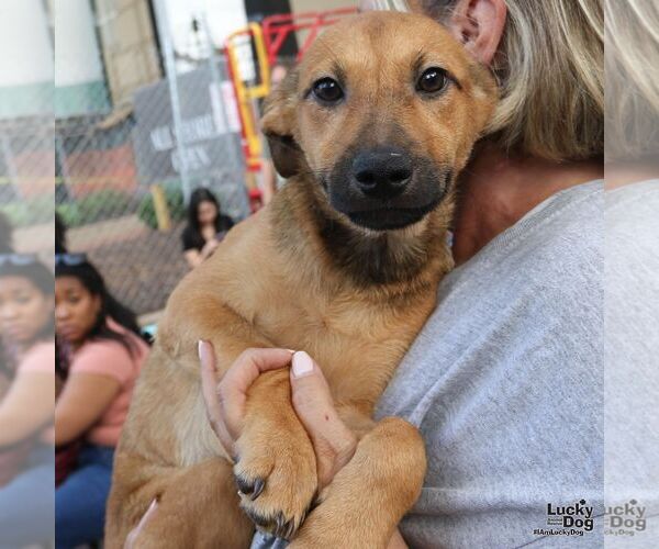 Medium Photo #8 Labrador Retriever-Unknown Mix Puppy For Sale in Washington, DC, USA