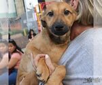 Small #7 Labrador Retriever Mix