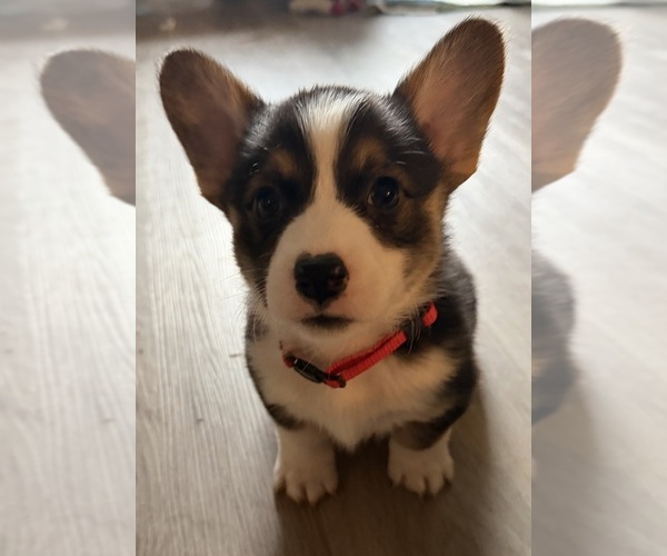 Medium Photo #14 Pembroke Welsh Corgi Puppy For Sale in INDEPENDENCE, MO, USA