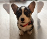 Puppy Bandit Pembroke Welsh Corgi