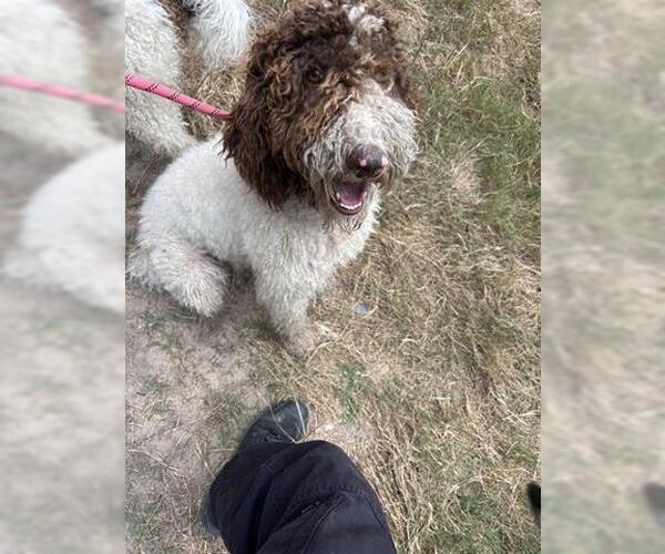 Medium Photo #1 Poodle (Standard)-Unknown Mix Puppy For Sale in Houston, TX, USA