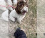 Small Poodle (Standard) Mix