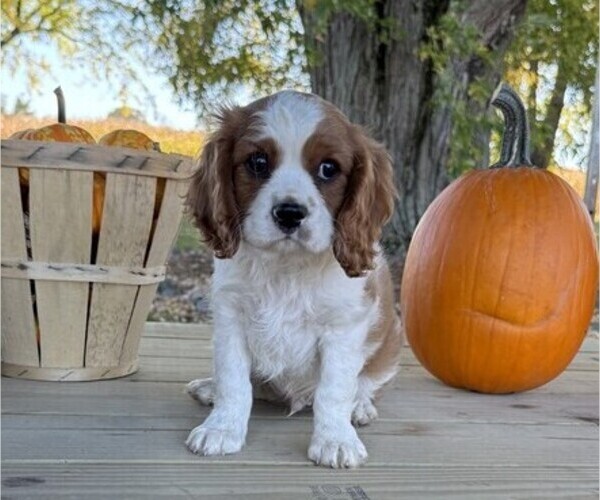 Medium Photo #1 Cavalier King Charles Spaniel Puppy For Sale in THORP, WI, USA