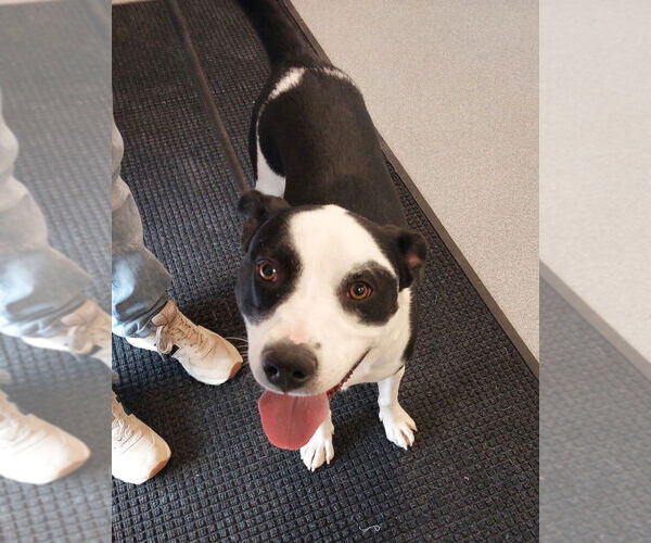 Medium Photo #9 Border Collie Puppy For Sale in Bolivar, MO, USA