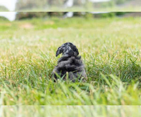 Medium Photo #9 Schnauzer (Miniature) Puppy For Sale in WARSAW, IN, USA