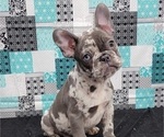 Small Photo #9 French Bulldog Puppy For Sale in BLAKESBURG, IA, USA