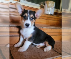 Pembroke Welsh Corgi Puppy for sale in RICHLAND, MO, USA