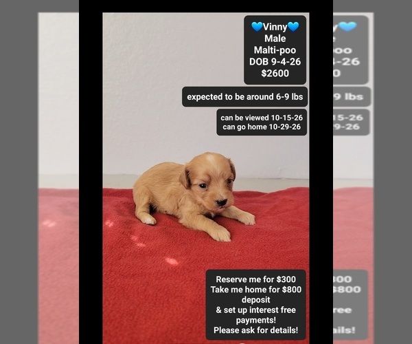 Medium Photo #1 Maltipoo (Toy) Puppy For Sale in TUCSON, AZ, USA