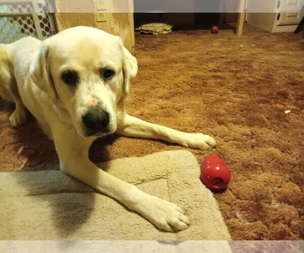 Medium Photo #2 - Mix Puppy For Sale in Bountiful, UT, USA