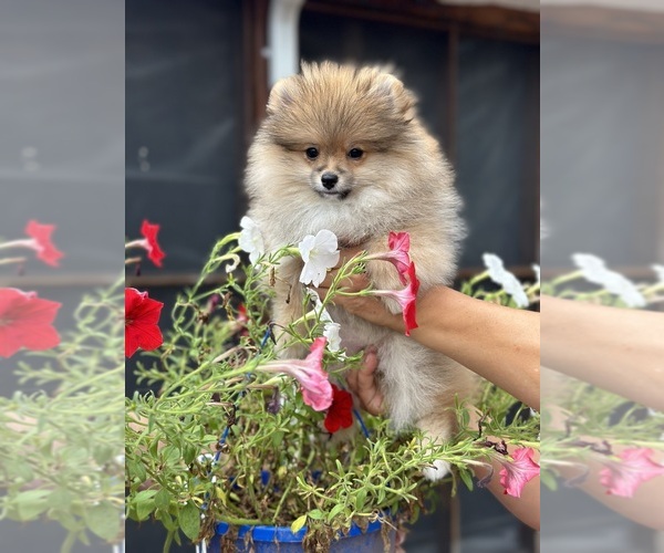 Medium Photo #9 Pomeranian Puppy For Sale in GLEN BURNIE, MD, USA