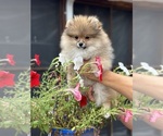 Small #8 Pomeranian