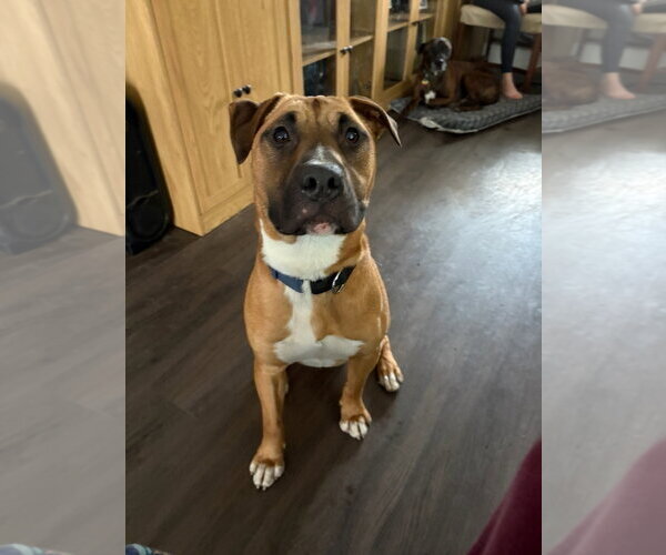 Medium Photo #1 Bull Terrier-Unknown Mix Puppy For Sale in Woodland Hills, CA, USA