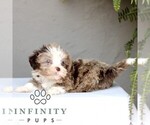 Small #4 ShihPoo