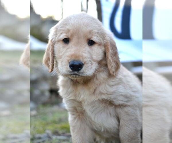 Medium Photo #2 Golden Retriever Puppy For Sale in Enfield, CT, USA