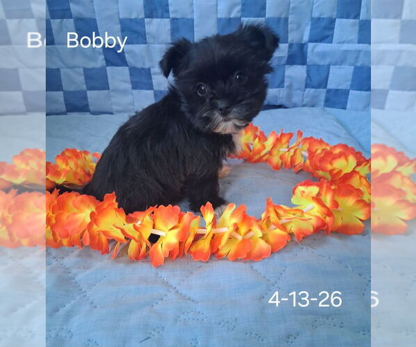 Medium Photo #1 Shorkie Tzu Puppy For Sale in MOUNT PLEASANT, MI, USA