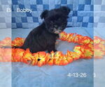 Image preview for Ad Listing. Nickname: Bobby