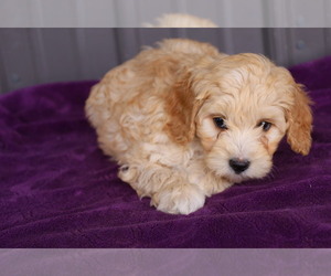 Aussiedoodle Miniature  Puppy for sale in BLOOMINGTON, IN, USA