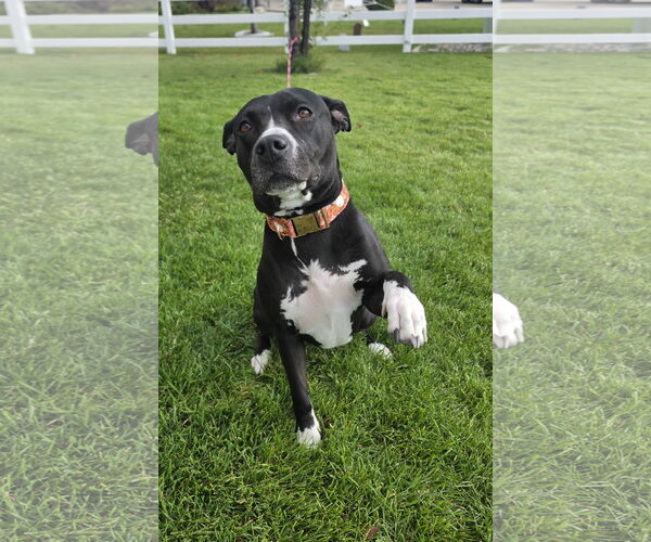 Medium Photo #3 Mutt Puppy For Sale in Sandy, UT, USA