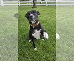 Small Photo #3 Mutt Puppy For Sale in Sandy, UT, USA