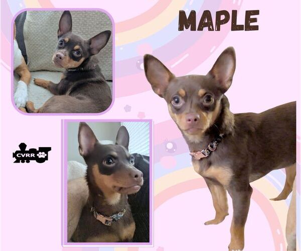 Medium Photo #1 Chihuahua-Unknown Mix Puppy For Sale in Lindsay, CA, USA