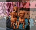 Small Photo #3 Vizsla Puppy For Sale in EDGEWATER, FL, USA