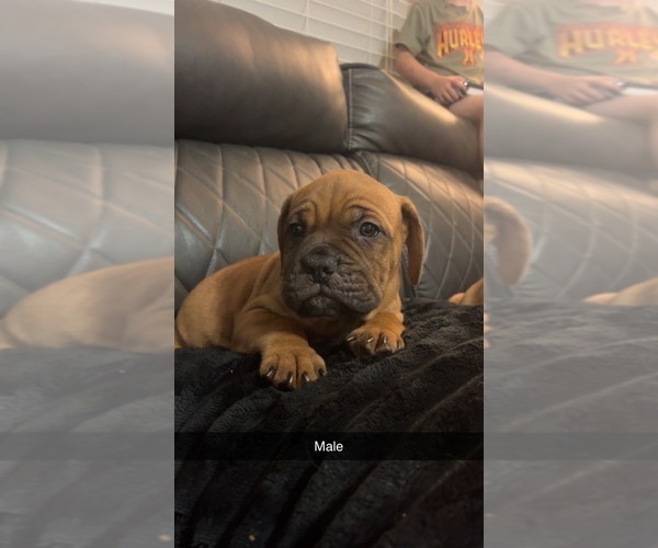 Medium Photo #6 Dogue de Bordeaux-Muscle Mastiff Mix Puppy For Sale in COOKEVILLE, TN, USA