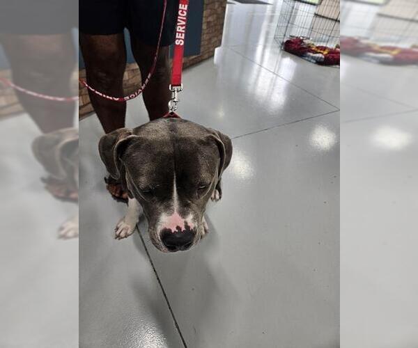 Medium Photo #1 American Pit Bull Terrier-Unknown Mix Puppy For Sale in Temple, TX, USA