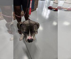 American Pit Bull Terrier-Unknown Mix Dogs for adoption in Temple, TX, USA