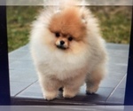 Small #7 Pomeranian