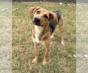Cher Rose - Female Mutt Dog for Adoption - Photo #3