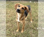 Small Photo #3 Mutt Puppy For Sale in Evansville, IN, USA