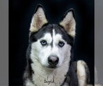 Small #2 Siberian Husky