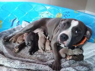 Mother of the American Pit Bull Terrier puppies born on 10/03/2017