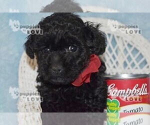 Poodle (Toy) Puppy for sale in SANGER, TX, USA