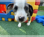 Small #6 Mutt