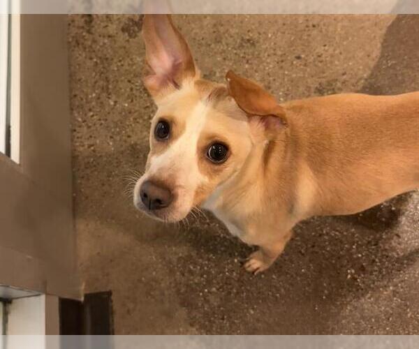 Medium Photo #1 Chihuahua-Unknown Mix Puppy For Sale in Redwood City, CA, USA