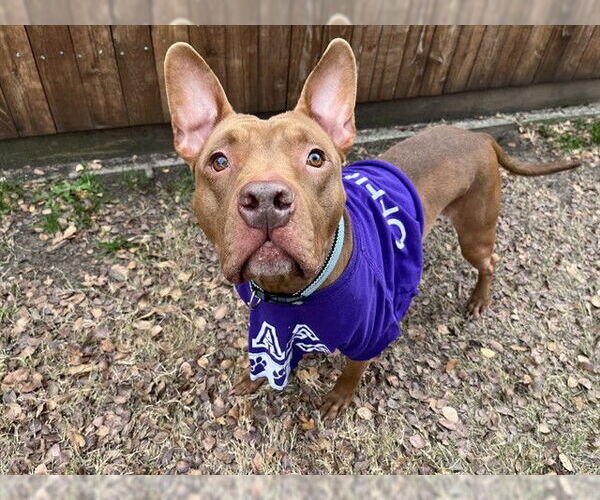 Medium Photo #2 Mutt Puppy For Sale in Plano, TX, USA