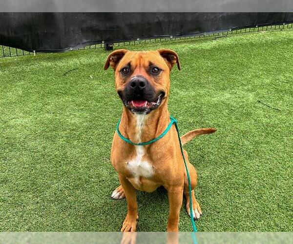 Medium Photo #2 American Pit Bull Terrier-Unknown Mix Puppy For Sale in Orange, CA, USA