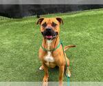 Small #1 American Pit Bull Terrier Mix